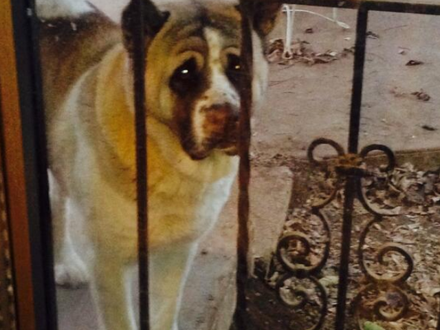 A large dog standing behind a metal gate on a bare dirt yard.