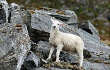 A lamb standing on grey rocks on a mountainside.